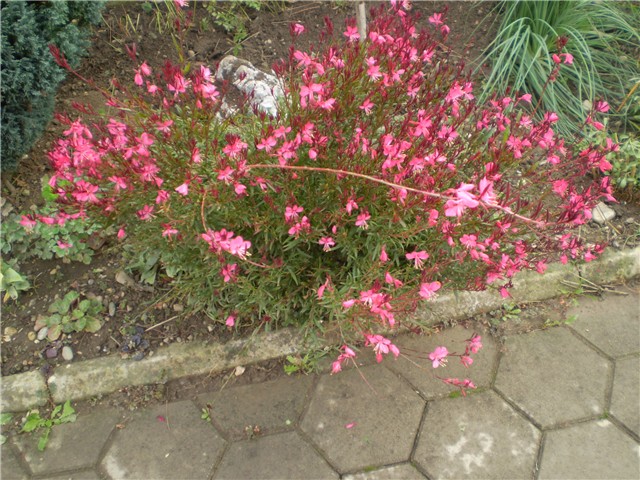 gaura